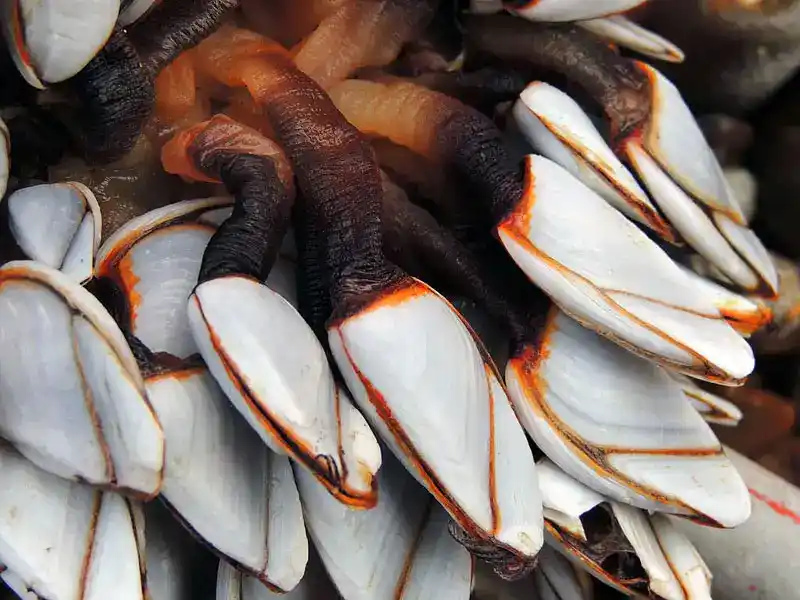 Percebes (Goose Barnacles - Overview)