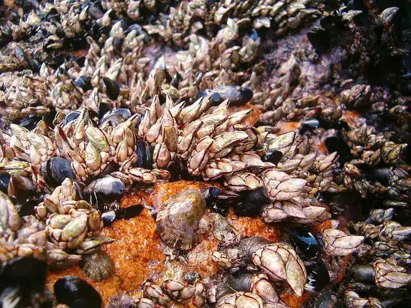 Percebes (Goose Barnacles - Overview)