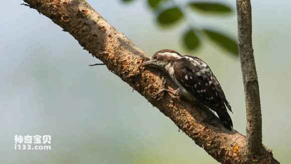 2023052812021948.jpg f941a794d143ad4b69d4e8d989025aafa50f06a0_九雷图片转换器.jpg