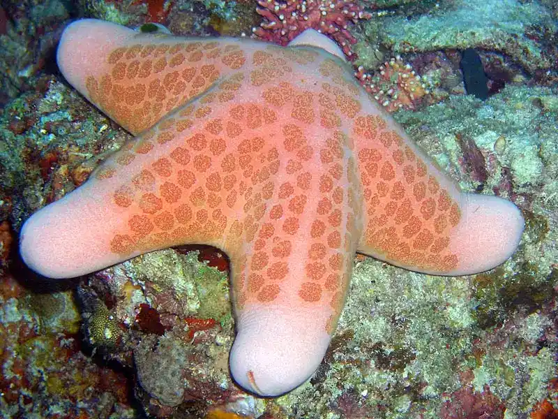 Starfish pellets (donut starfish)