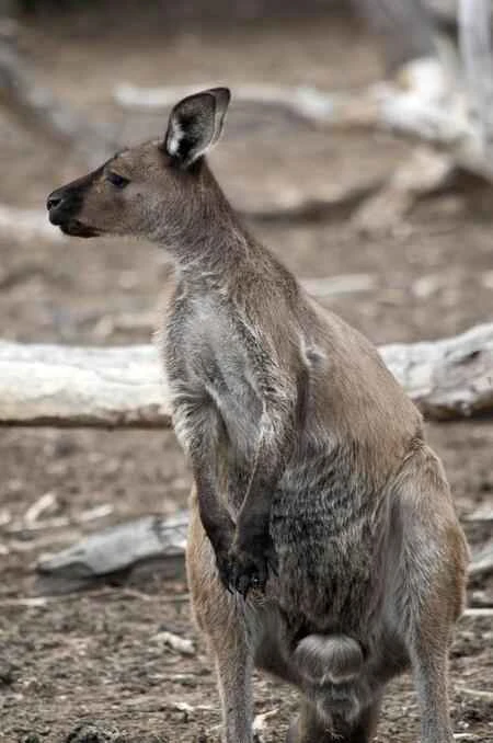 2024090446600055.jpeg 西部灰大袋鼠 (2) (1).jpeg