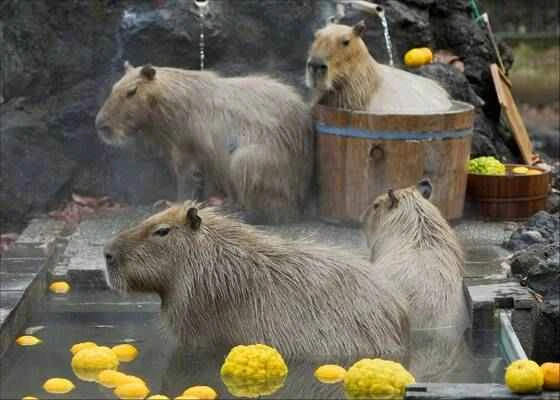 Capybara, Capitoline, Paraguayan Capybara, Uruguayan Capybara