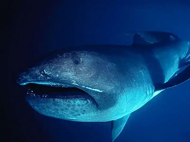 Megamouth Shark