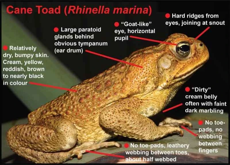 Sugarcane toad