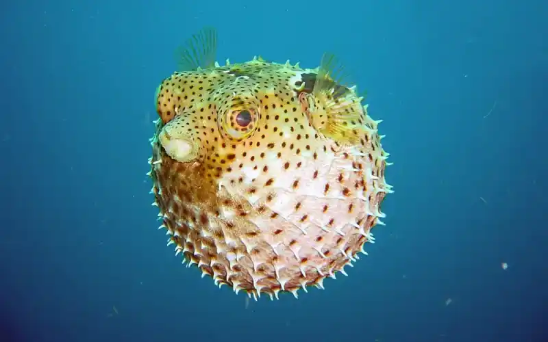 Spotted pufferfish, Diodon nicthemerus