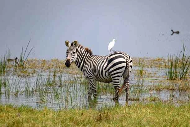 Grevy's zebra (Equus grevyi)