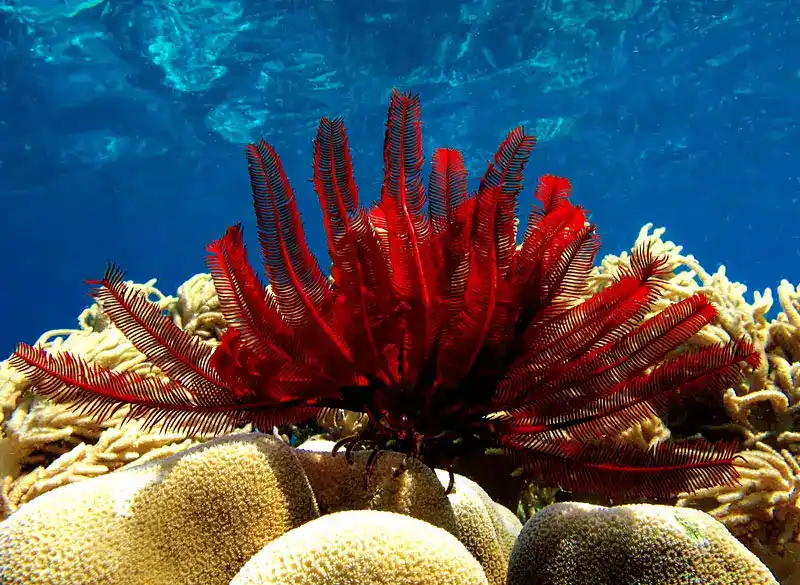 Crinoids (Feathered Star/Crinoids - General Overview)