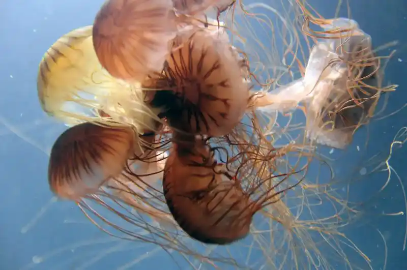 Scyphozoa (General Overview of True Jellyfish)