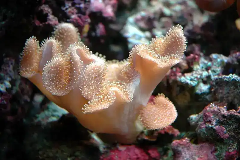 Elegant leather coral, Sarcophyton elegans