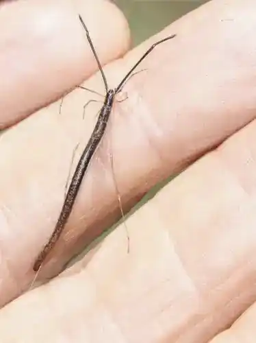 Whip spider, Amblypygi (order Whip Scorpion, commonly known as whip spider or tailless scorpion).