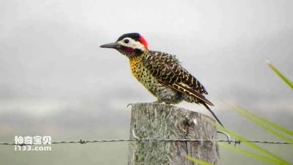 2023070618806311.jpg 42a29802918fa0ec8b5c42f72d9759ee3c6ddb20_九雷图片转换器.jpg