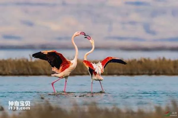 Greater Flamingo, Flamingo