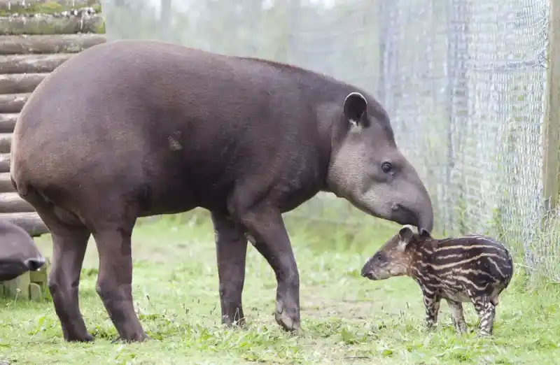 tapir