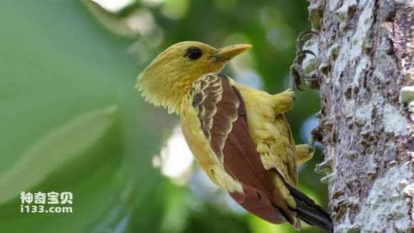 2023062216501448.jpg 7addcb0e4bfbfbed2761cd8a73f0f736aec31ffa_九雷图片转换器.jpg