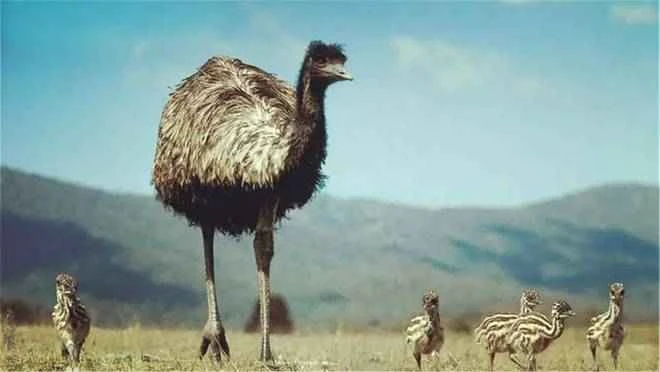 Emu, Australian ostrich, Australian ostrich
