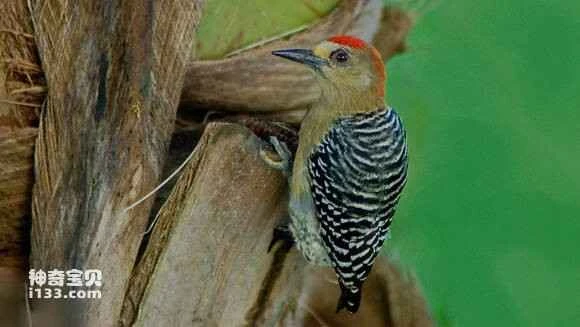 2023052662791389.jpg 8d39be1273f08202dc90741040fbfbedab641b16_九雷图片转换器.jpg