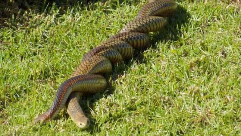 Australian Copperhead Snake