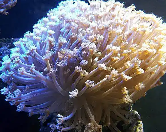 Clustered chrysanthemum coral (potted coral)