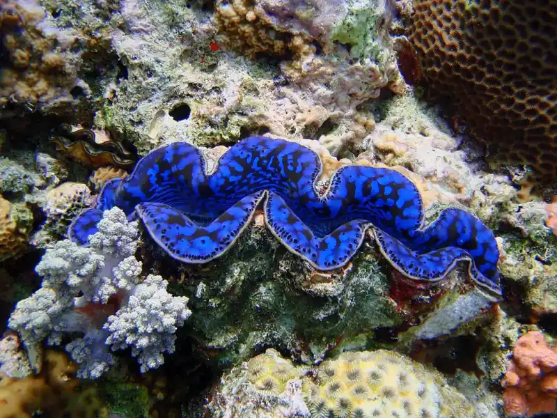 Giant Clam