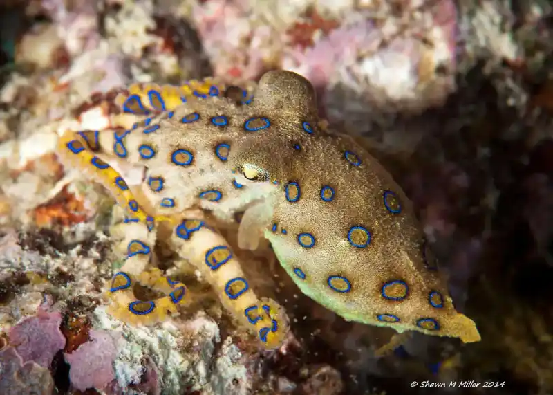 Southern blue-ringed octopus (highly venomous warning coloration)