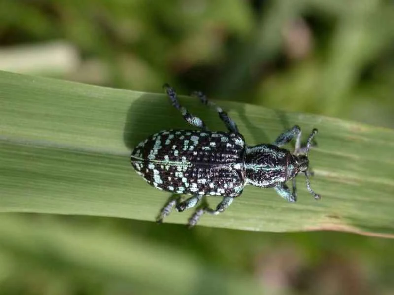 Botany Bay weevil