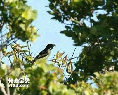 Pogoniulus makawai, White-chested Tinkerbird