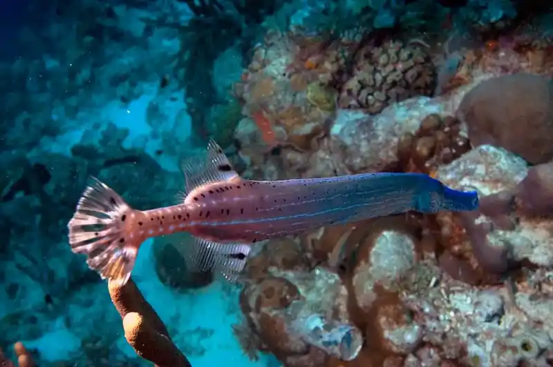 Atlantic small fish, *Aulostomus maculatus*