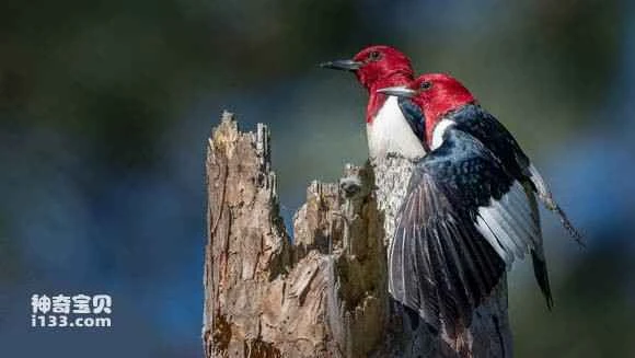 2023052675036239.jpg 87f4a6167f3e6709e5e488d430c79f3df9dc55ac_九雷图片转换器.jpg