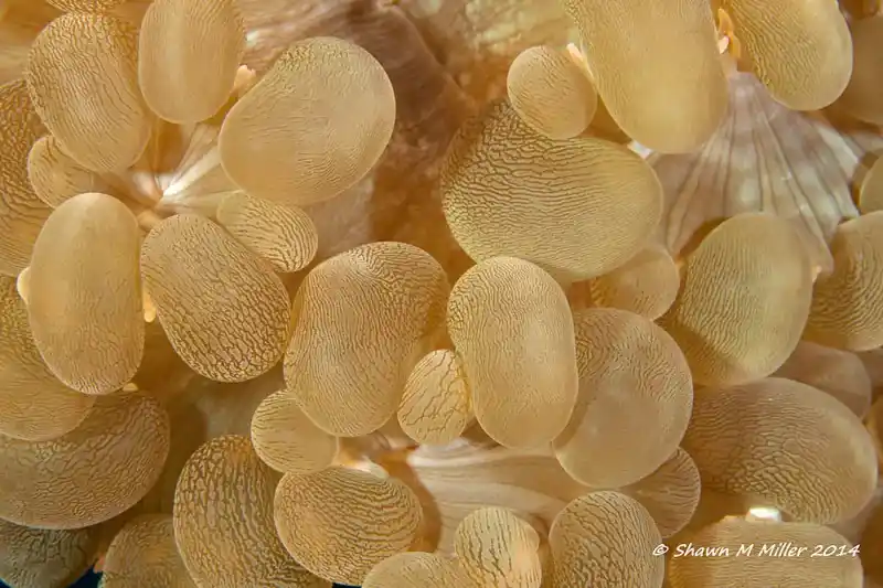 Pearl bubble coral (bubble coral)