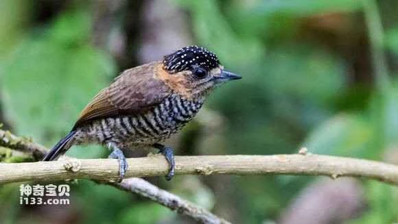 2023070916862231.jpg 056dfacbd1c8a7868b12a0ef6c09c93d71cf508e_九雷图片转换器.jpg