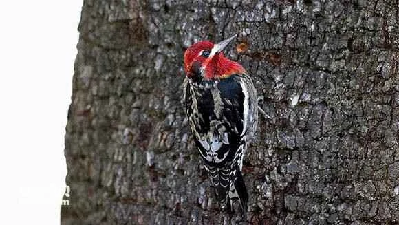 2023052719349422.jpg 936b84c5b74543a9156601dd15178a82b9011411_九雷图片转换器.jpg