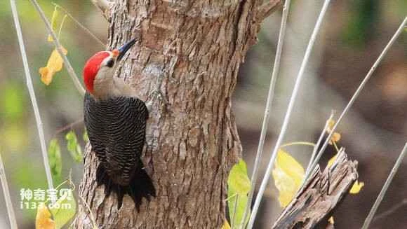 2023052635635052.jpg 94fde35594eef01f1584e0eaebfe9925bd317d84_九雷图片转换器.jpg