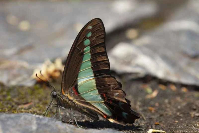 Blue triangle butterfly, Graphium sarpedon
