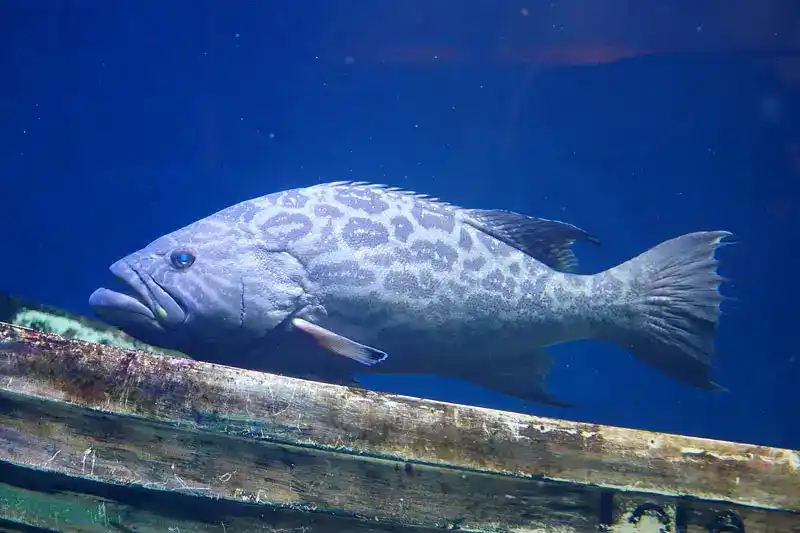 Grouper, Epinephelus sp.