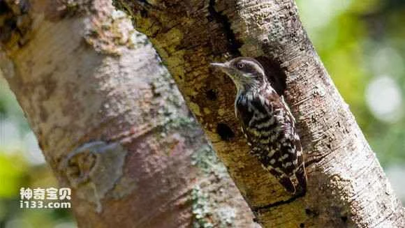 2023052810021178.jpg 6f384fa5462309f798f4030b790e0cf3d6cad687_九雷图片转换器.jpg