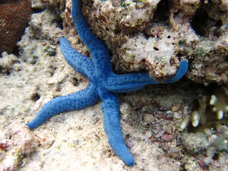Blue starfish (Linckia laevigata)