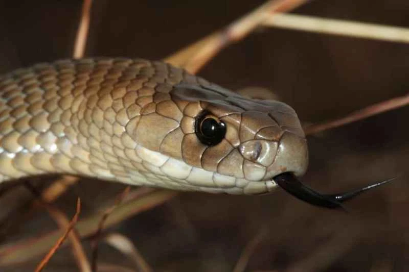 Eastern Brown Snake, Pseudonaja textilis