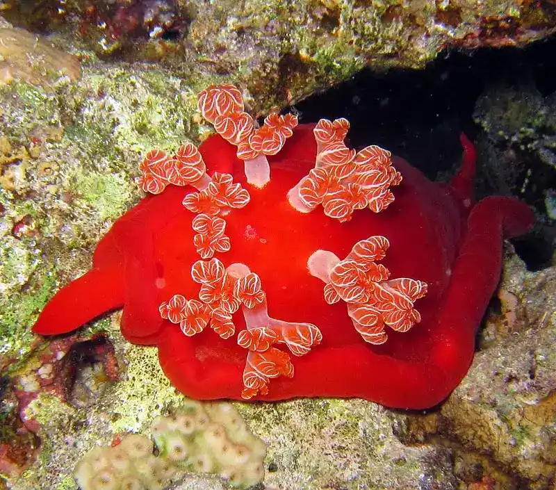 Spanish dancer sea slug