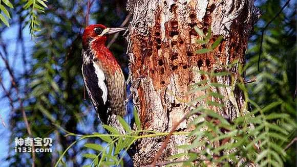 2023052715096822.jpg 4e7472940a7b0208c08cc4f069d9f2d3562cc8ca_九雷图片转换器.jpg