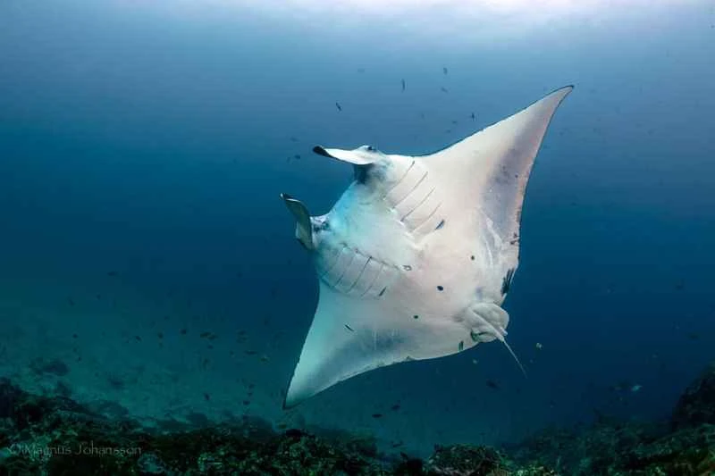 Giant manta ray (Mobula birostris)