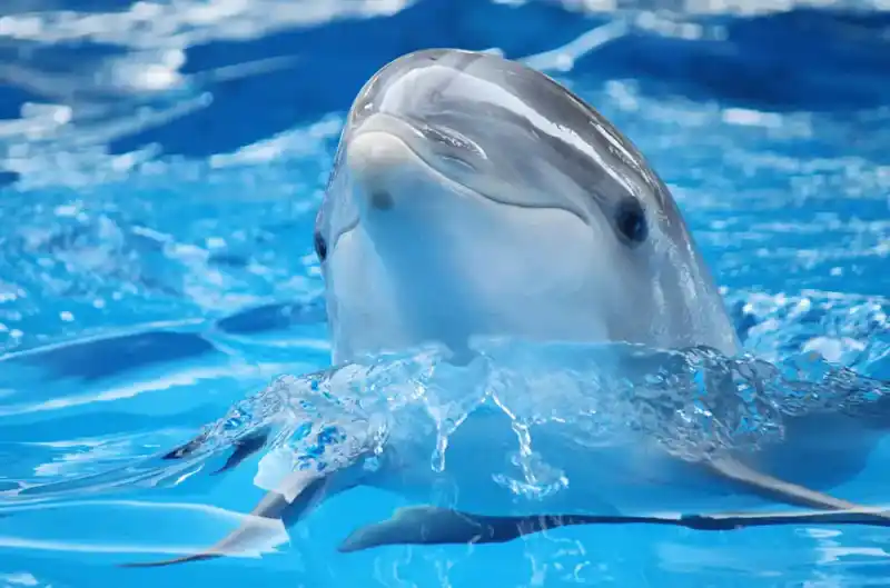 dolphin