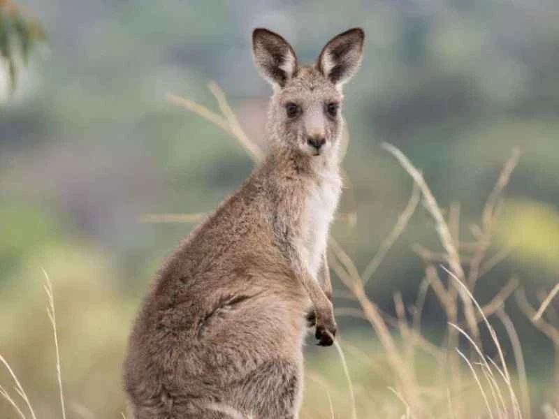 Eastern grey kangaroo, Macropus giganteus