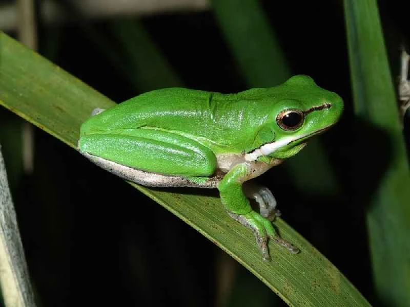 Eastern dwarf tree frog, Litoria fallax