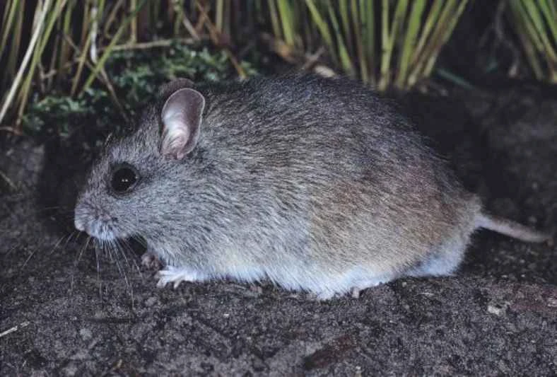 Hastings River Rats, Pseudomys oralis
