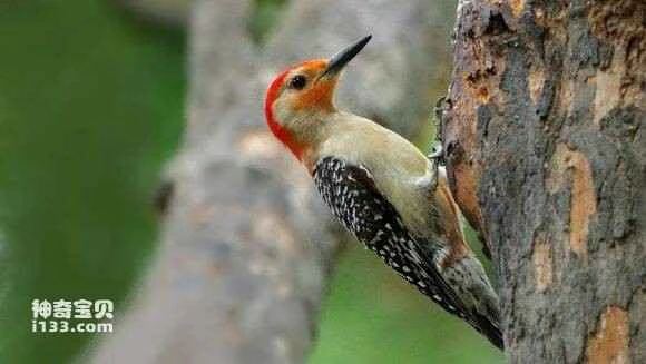 2023052793709798.jpg 3ba7c26fddc451dae5d4e2c4bdfd5266d0163276_九雷图片转换器.jpg