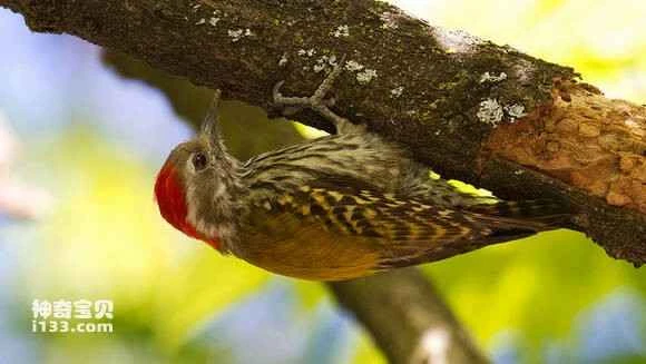 2023052783235067.jpg f4755afbe6cd7b89eebdd492042442a7d8330e45_九雷图片转换器.jpg