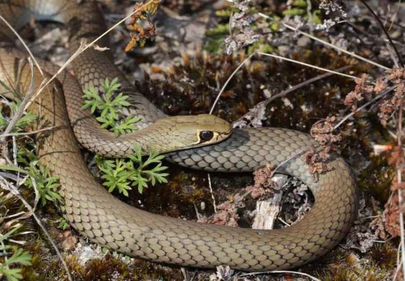 Yellow-faced whip snake, Demansia psammophis