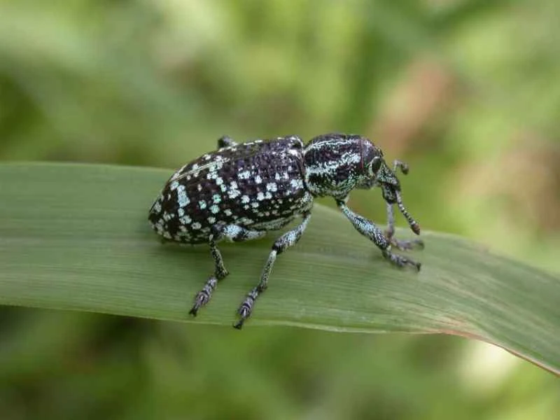 Botany Bay weevil, Chrysolopus spectabilis