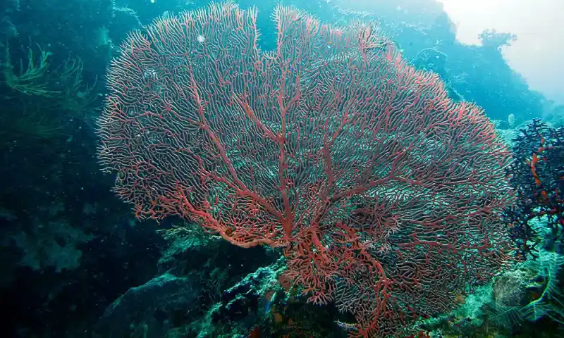 Yellow sea fan, Subergorgia suberosa