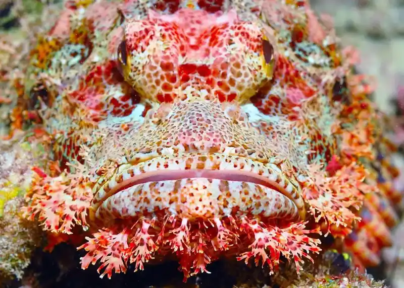 Reef fish / Stonefish